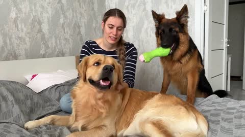 Jealous German Shepherd and Golden Retriever Fight For Mom's Attention