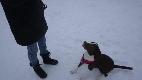 CANADA'S MOST BEAUTIFUL DOG