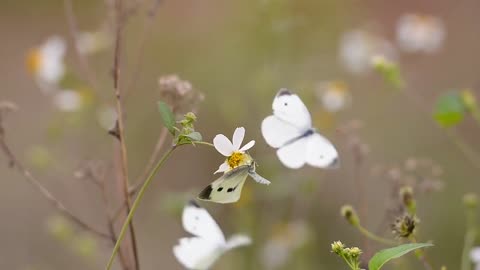 Top Best flower blooming moments - Nature at its best - #LIFE of #FLOWERS