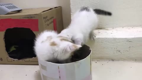 Cute Cats fighting each other