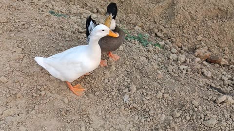 Indian 🦆 ducks