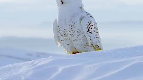 BEAUTIFUL SNOW OWL