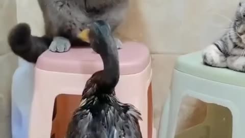 Cute cat playing with bird 😮😮😮 || Cute cat