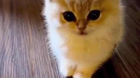 Amazing cat 🐈 trending video