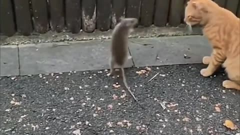 Cat vs Mouse & Rat. Funniest moments. Tom and Jerry real life.