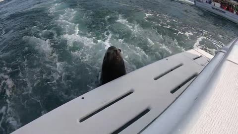 The Famous Pancho the Sea Lion from Cabo San Lucas