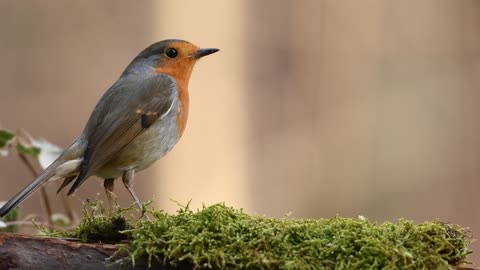 Robin, Bird, Forest.