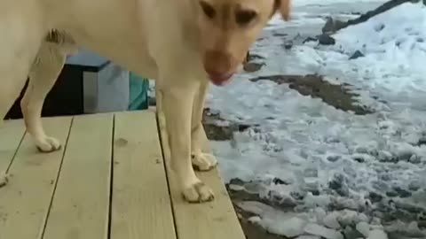 Cute Yellow Lab