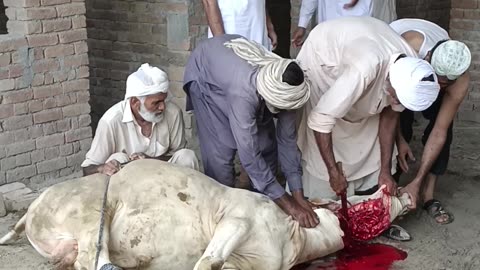 Qurbani Animal