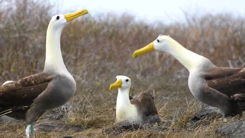 Wandering Albatross