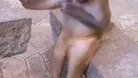 Monkey and dog 🤣🤣🤣🤣🤣 video