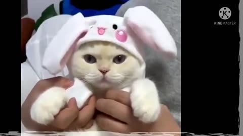 funny cat video