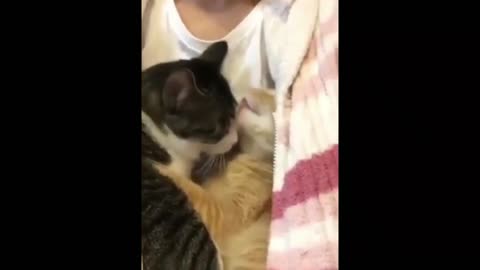 Lovey Dovey Cats Compilation 1