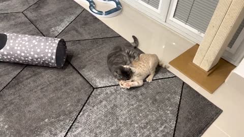 Cat Attacks Kitten, Kitten Gets Revenge