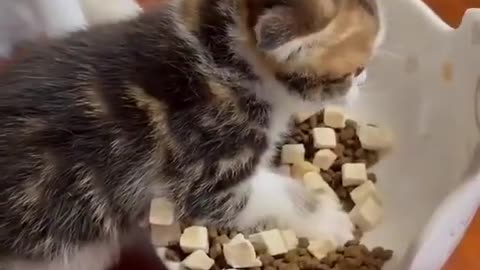 Best Funny Animal Videos 2022 #CutePets #funnyanimal #funnycat