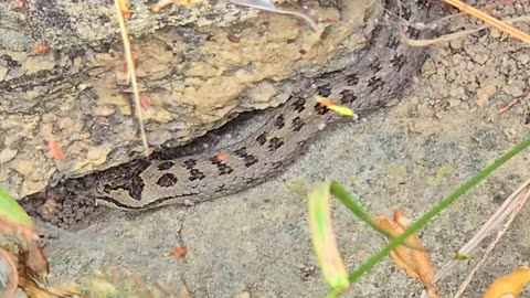 Beautiful snake on a stone wall / Beautiful reptile in nature.