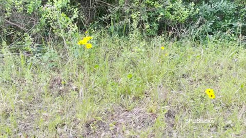 Central Florida Prairie Flood Plains - Set to music