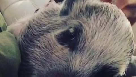 Grumpy mini pig doesn't like to be pet during nap time