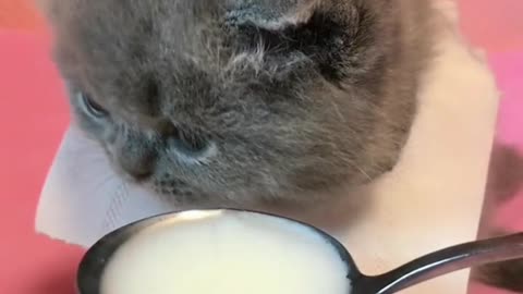 Cats drink milk