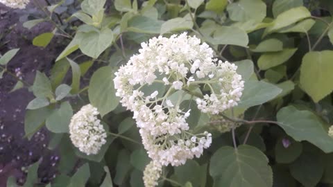 Hortense arborescens bloomed