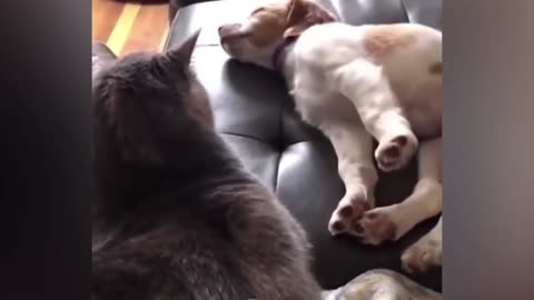 Funny Dogs And Cats - Try Not To Laugh Animals 2023-Funniest Animals Video - Funny Dogs And Cats