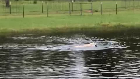 Crazy dog chasing remote control boat