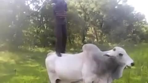 Call to Prayer! Muslim Man Prays on the back of a bull