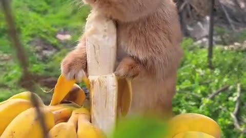 The little bunny munches on a banana.