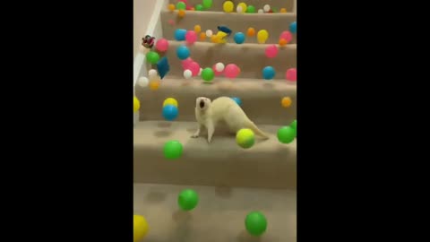 Ferret Excitedly Chases Balls Thrown Down the Stairs by Owner