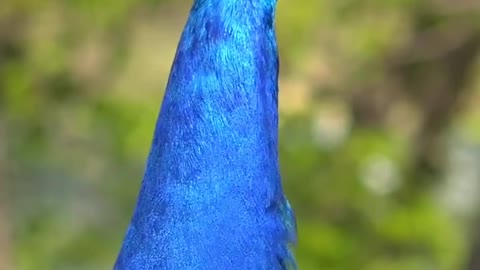 The peacock