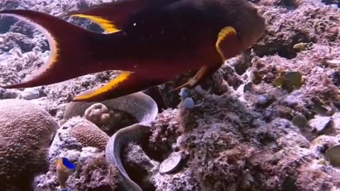 Hunting Moray Eels