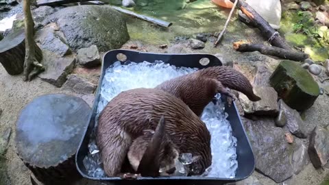 Cute Zoo Animals Stay Cool In The Heat