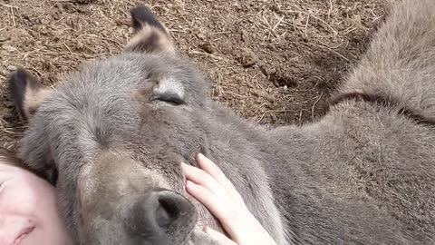 Smiling Donkey Leroy Loves Laying on Owner