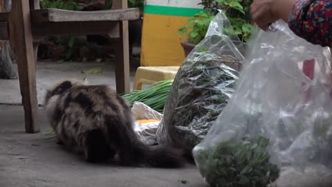 Beautiful CATs Family with 3 Generations Living Together | Viral Cat