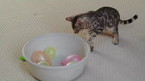 Bengal Kittens Playing With Balloons StayHome