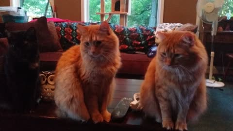 Well-mannered cats line up for treats