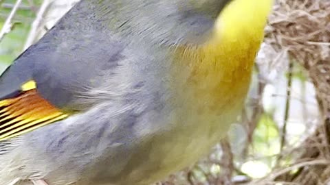 chinese nightingale singing - bird song. Pekin Robins Sounds