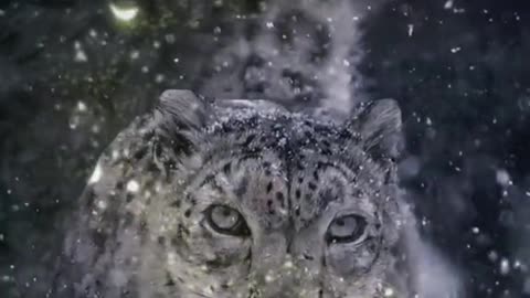 King snow leopard