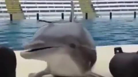 Would you kiss Dolphins