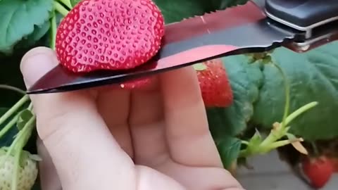 How to grow strawberry 🍓🍒