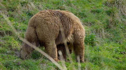 Brown Bear Bear Wild Dangerous Grass Wolf DownBrown Bear Bear Wild Dangerous Grass Wolf Down