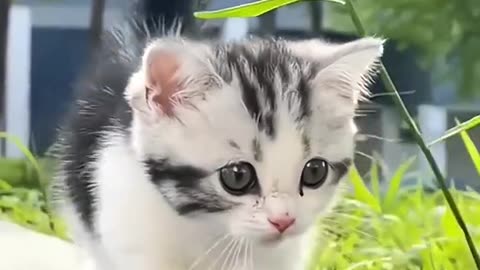 The cutest Cat Ever #cat #kitten #cute