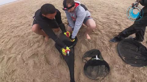 Seal Left Helpless by Fishing Net