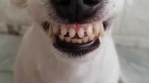 VERY FUNNY DOG, HE JUST WENT TO THE DENTIST