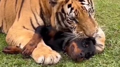 Tiger and dog relationship 💗🐯🐅.