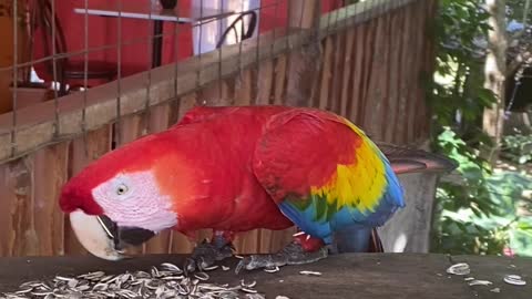 Parrot eating sun flower seeds