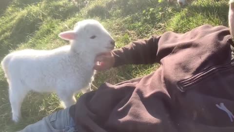 Cute Lamb Needs Attention