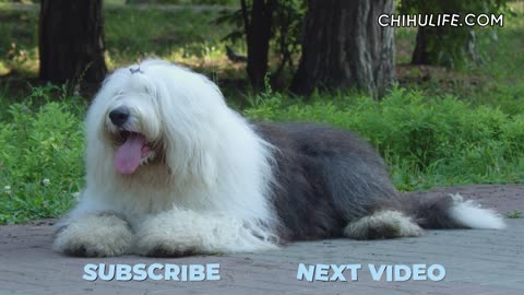 Old English Sheepdog - Rare Classic Dog Breed