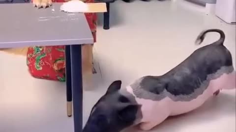 Smart dogs vs pig #smartdogs #funnydogs #funnyvideo