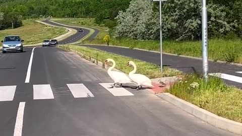 Geese Gang J-Walking Adventure: Eh, They Just Had to Cross, Buddy!